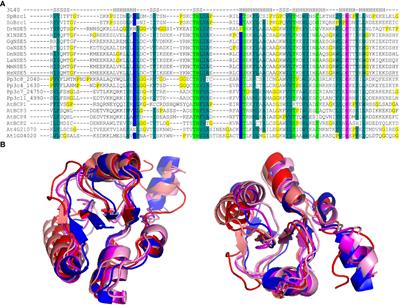 Analysis of BRCT5 domain-containing proteins reveals a new component of DNA damage repair in Arabidopsis